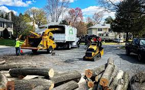 Why Choose Our Tree Removal Services in Englewood Cliffs, NJ?