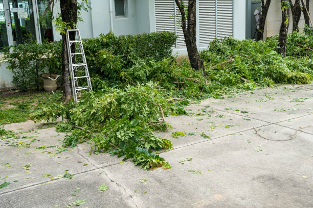 Reliable Englewood Cliffs, NJ Tree Services Solutions